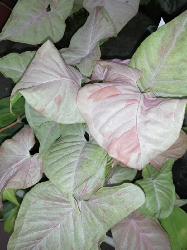 Syngonium Pink Spot, pianta da terrario