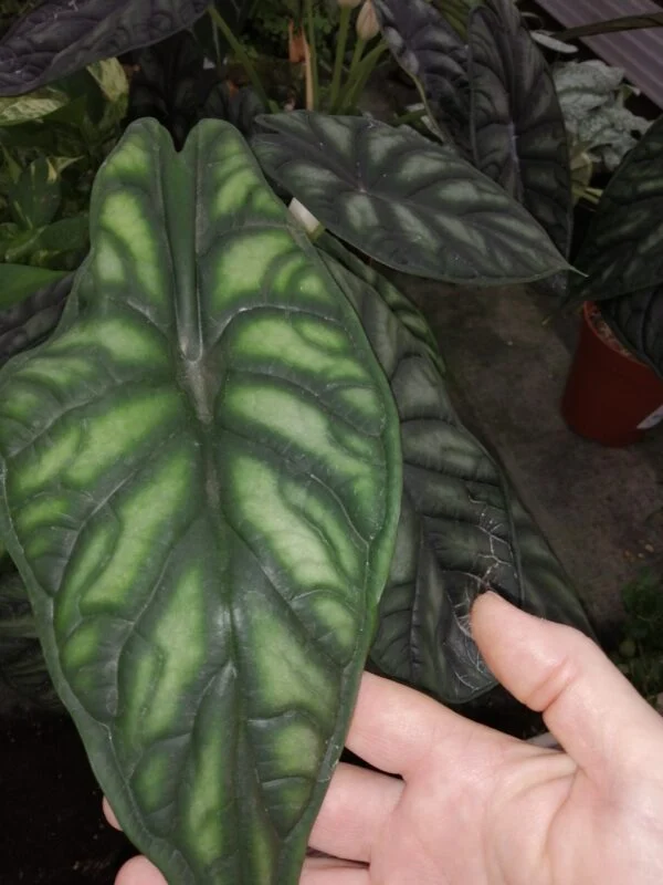 Hoya carnosa Krimson Queen vaso 12, foto 7