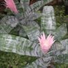 Aechmea fasciata, pianta da terrario