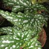 Begonia Sherwood Forest, pianta da interno