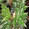 Begonia Bohemian Forest, pianta da interno