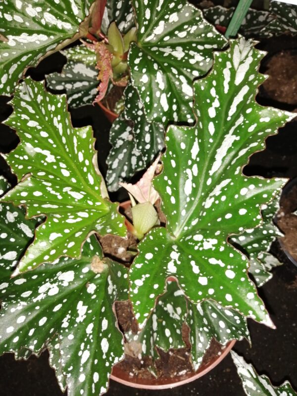 Begonia Bohemian Forest, pianta da interno