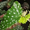 Begonia Killarney Forest, pianta da interno e da esterno