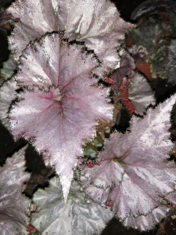 Begonia Dejah Thoris, foto 3