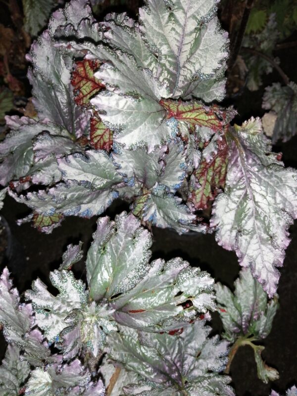 Begonia 'Midnight Twister', foto 2