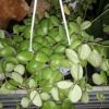 Hoya brevialata, pianta da interno