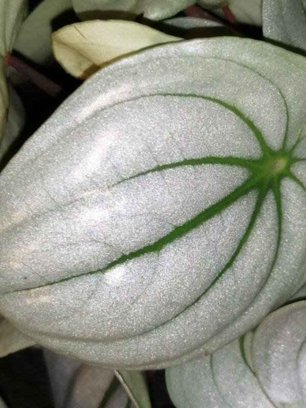 Peperomia argyreia Ice Queen, foto 2