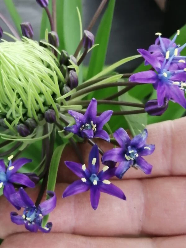 Scilla peruviana, pianta da esterno
