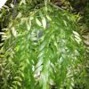 Aeschynanthus japhrolepis, pianta da interno