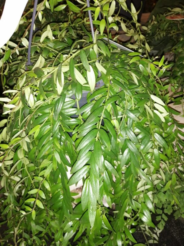 Aeschynanthus japhrolepis, pianta da interno