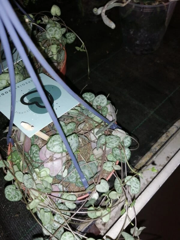 Ceropegia woodii, foto 4