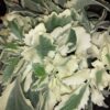 Kalanchoe laciniata variegata, pianta da interno