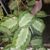 Calathea Silver Bend, pianta da interno