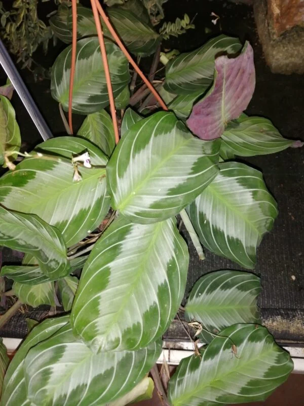 Calathea Silver Bend, pianta da interno