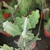 Epiphyllum Beavertail large, pianta da interno