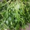 Rhipsalis crispata, pianta da interno