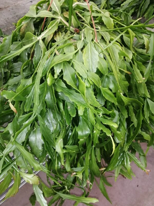 Rhipsalis crispata, pianta da interno