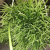 Rhipsalis cereuscula, pianta da interno