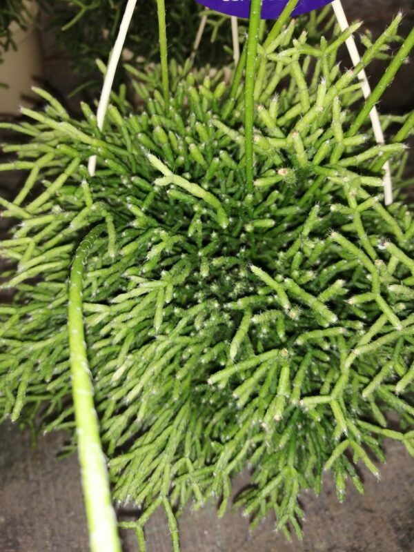 Rhipsalis cereuscula, pianta da interno
