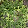 Rhipsalis heteroclada, pianta da interno