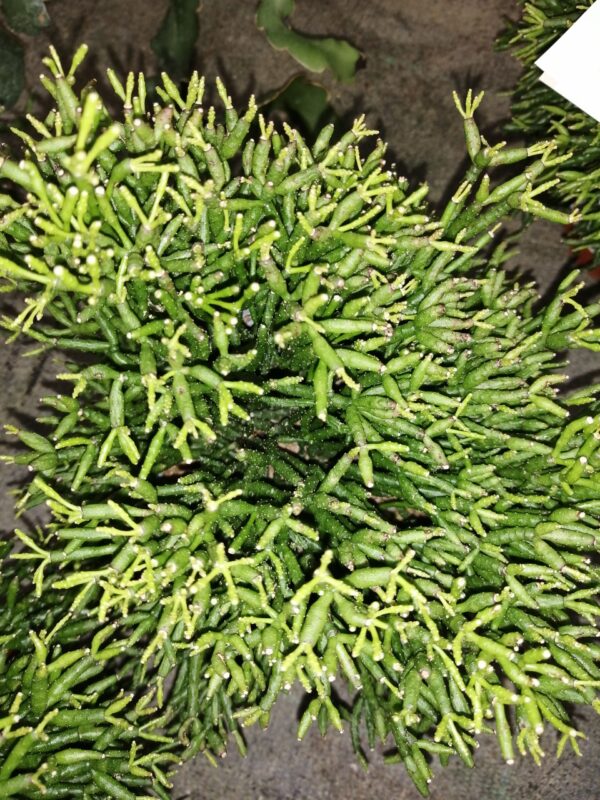 Rhipsalis hatiora, pianta da interno