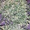 Rhipsalis burchellii, pianta da interno