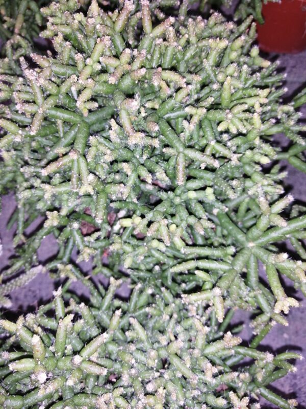 Rhipsalis burchellii, pianta da interno