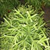 Rhipsalis baccifera Oasis, pianta da interno