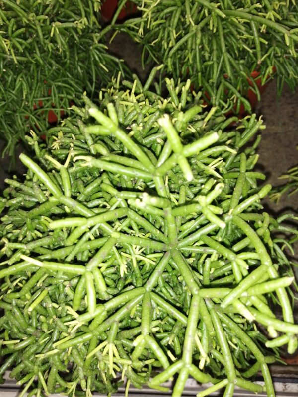 Rhipsalis baccifera Oasis, pianta da interno