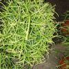 Rhipsalis cassutha Oasis, pianta da interno