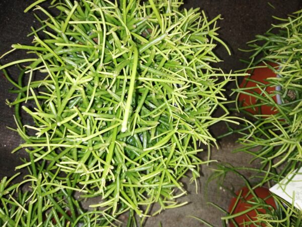 Rhipsalis cassutha Oasis, pianta da interno