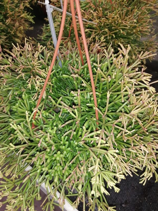 Rhipsalis clavata basket, foto 2