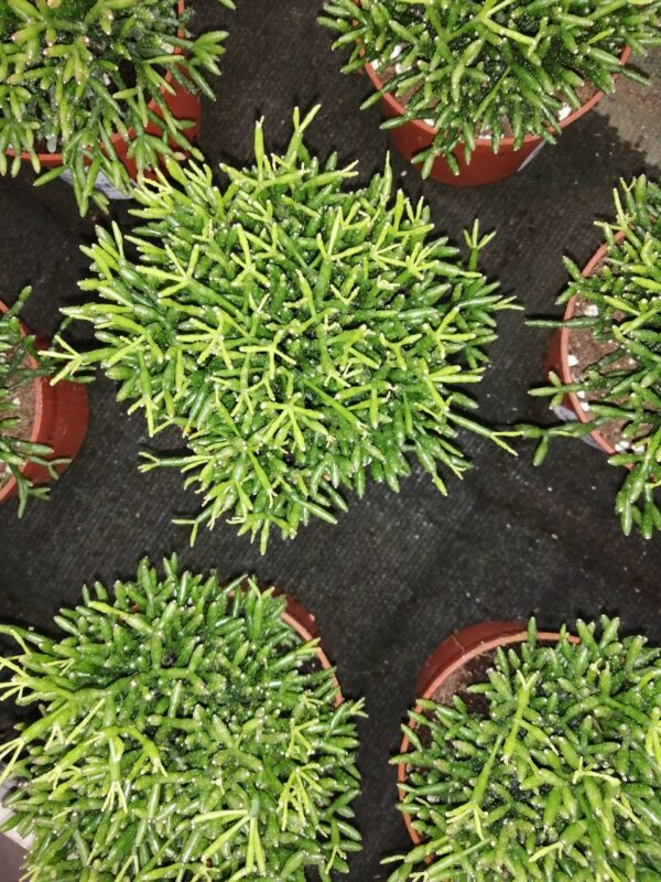 Rhipsalis capilliformis, foto 3