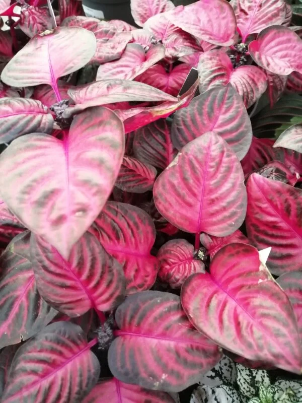 Iresine herbstii acuminata (versicolor), foto 2