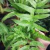 Coniogramme emeiensis, pianta da interno