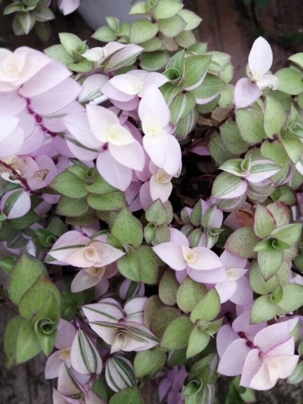 Callisia repens Bianca, foto 3