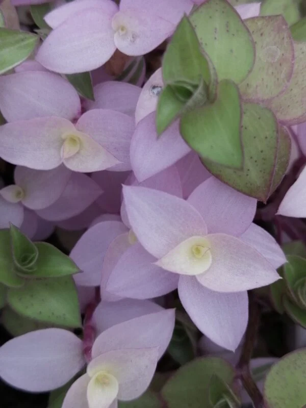 Callisia repens Bianca, pianta da interno