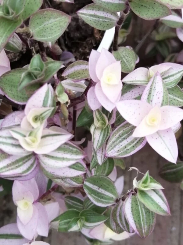 Callisia repens Bianca, foto 2