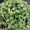 Senecio rowleyanus Variegata, pianta da interno