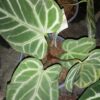 Anthurium crystallinum, pianta da interno