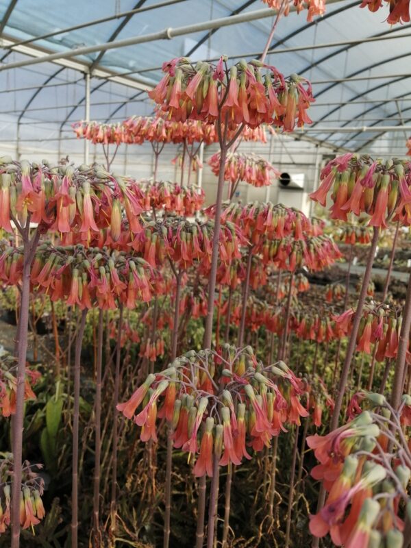 Kalanchoe daigremontiana, foto 2