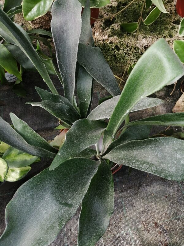 Platycerium bifurcatum Corna d'alce, foto 3
