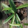 Hoya kentiana, pianta da interno