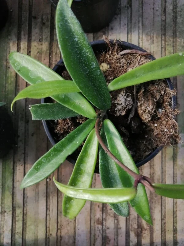 Hoya kentiana, pianta da interno