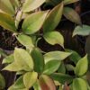 Hoya Red Plum, pianta da interno