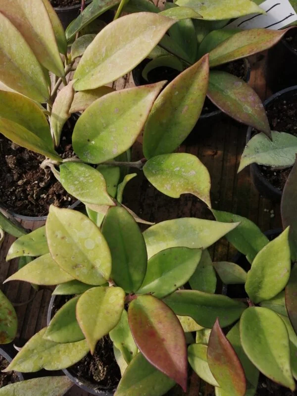 Hoya Red Plum, pianta da interno