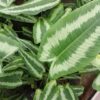 Schismatoglottis wallichii, pianta da interno