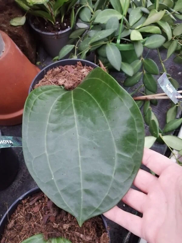 Hoya latifolia, foto 2