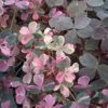 Oxalis Plum Crazy, pianta da interno e da esterno