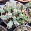 Huernia piersii, pianta da interno